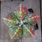 D4889 ASTROPHYTUM MYRIOSTIGMA KOH-JO GRAFT pot10-H17-W14 cm  MaMa Cactus Green Plant