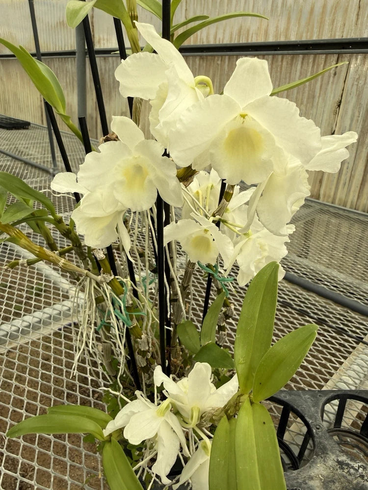 Orchid Plant  Dendrobuim Noble mix colors 6 stems Orchids