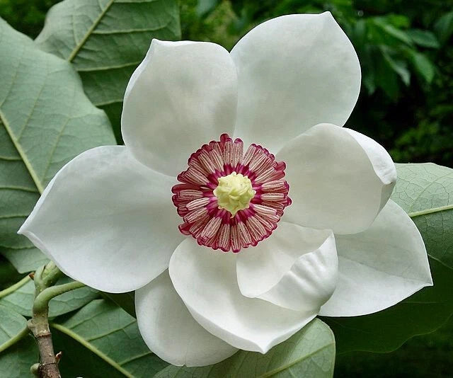 Magnolia sieboldii | Oyama Magnolia | 10 Seeds Garden Plants