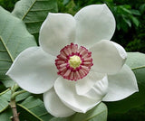 Magnolia sieboldii | Oyama Magnolia | 10 Seeds Garden Plants