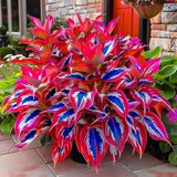Hosta Seeds - 200 Rare White& Red Hosta with Blue Variations - Perennial Plants Lily
