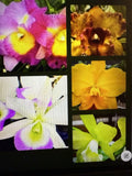 Orchid Plant 12 seedlings no tag no pot Orchids