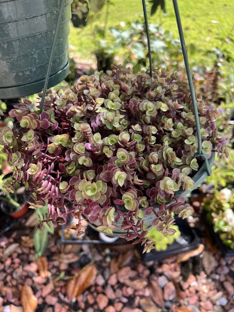 Creeping inch plant in vase with cascading maroon and green succulent leaves