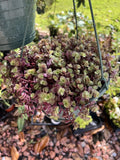 Creeping Inch Plant In Vase Orchids