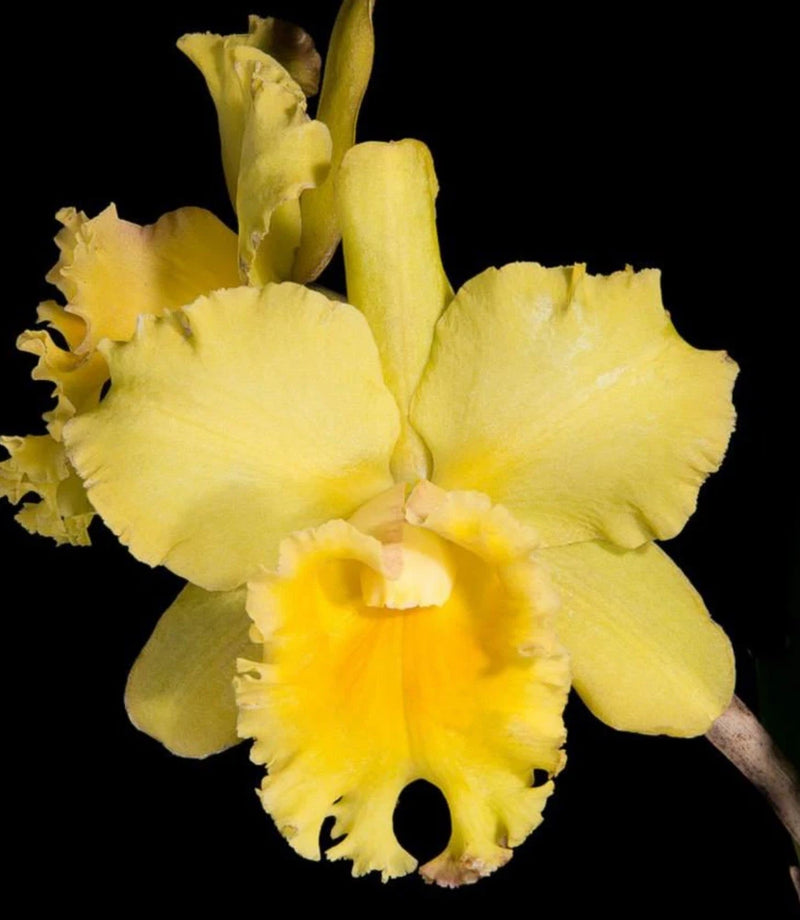 Yellow ruffled orchid bloom with layered petals