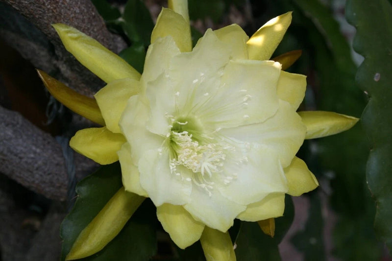 Orchid cactus flower with pale cream layered petals and green buds