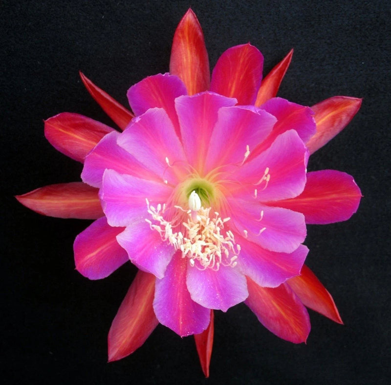 Orchid cactus flower with pink petals and orange-red tips, star-shaped bloom