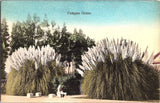 Scenic View Pampas Grass Newman Post Card Co. Vintage Postcard Pampas Grass