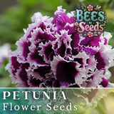 1000+ Double Plum Paradise Petunia Seeds US SELLER Perennial Flowers Seed Bulk Garden Plants