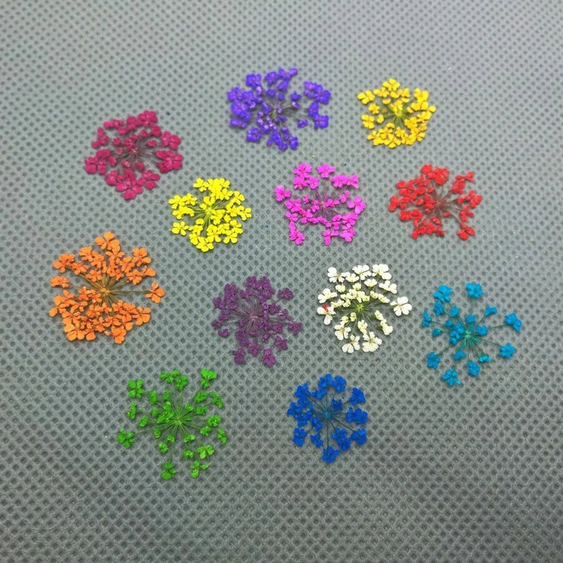 Pressed dried lace flower clusters, assorted colors for DIY herbarium and jewelry