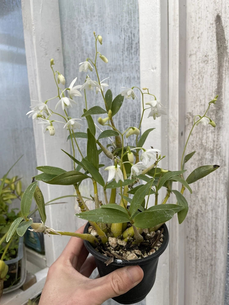 Potted Dendrobium orchid with white flowers and green leaves in dark pot