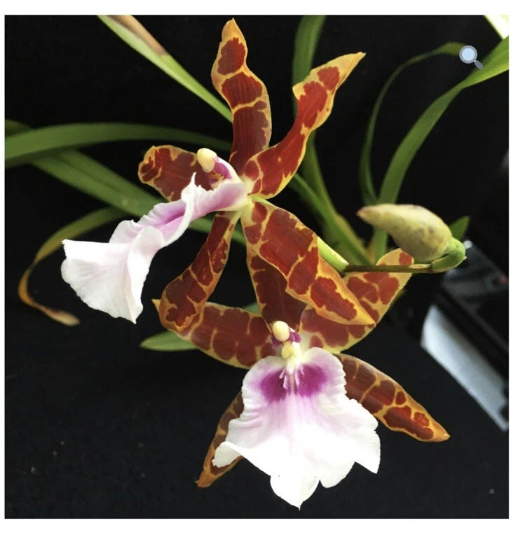 Miltonia Kismet ÔKind KaiÕ Lg BS Orchids