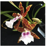 Miltonia Kismet ÔKind KaiÕ Lg BS Orchids