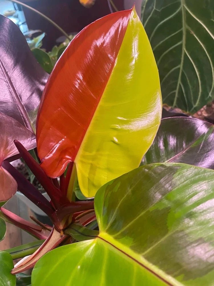 Philodendron 'Red Moon' leaves with red, yellow, and green variegation