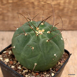 D3920 MATUCANA MADISONIORUM pot8-H7-W8 cm MaMa Cactus Green Plant