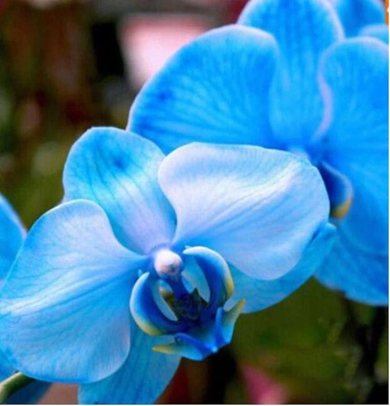 20 SEEDS for Blue ORCHID rare flower bloom garden exotic house plant USA Seller Garden Plants