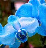 20 SEEDS for Blue ORCHID rare flower bloom garden exotic house plant USA Seller Garden Plants