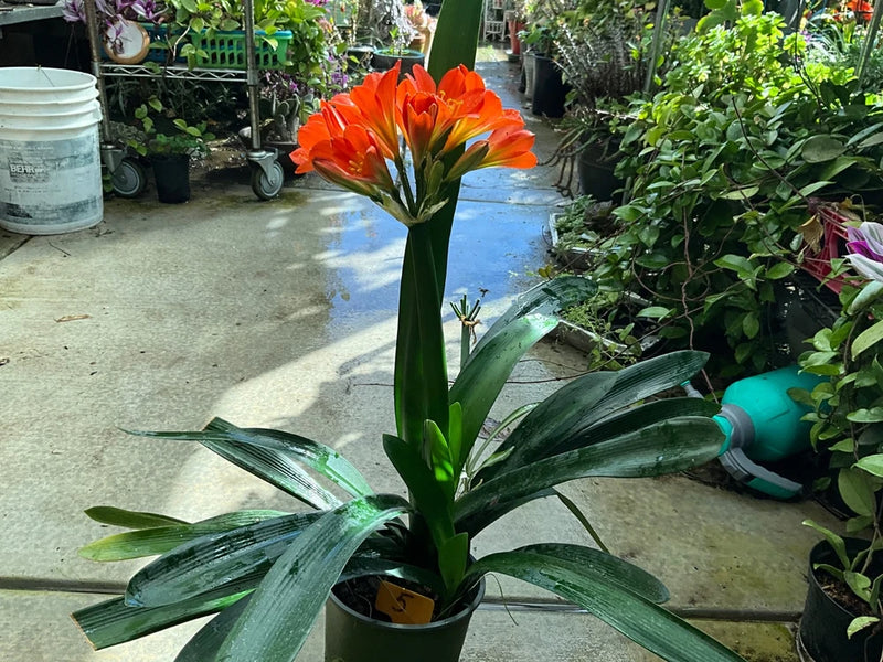 Potted bush lily with orange flower cluster and long green leaves
