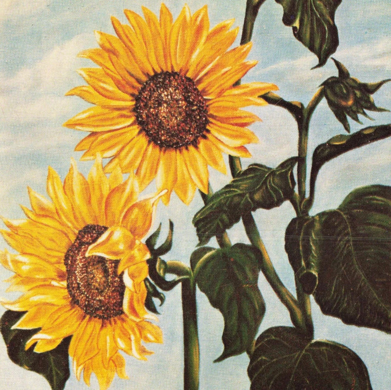 Kansas KS State Flower Sunflower Official Unused Ephemera Postcard Sunflower