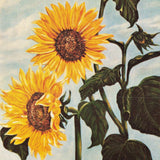 Kansas KS State Flower Sunflower Official Unused Ephemera Postcard Sunflower