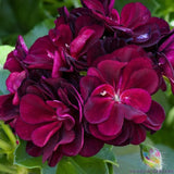 25+ Precision Dark Burgundy Ivy Leaf Geranium Seeds for Garden - FREE SHIPPING! Garden Plants