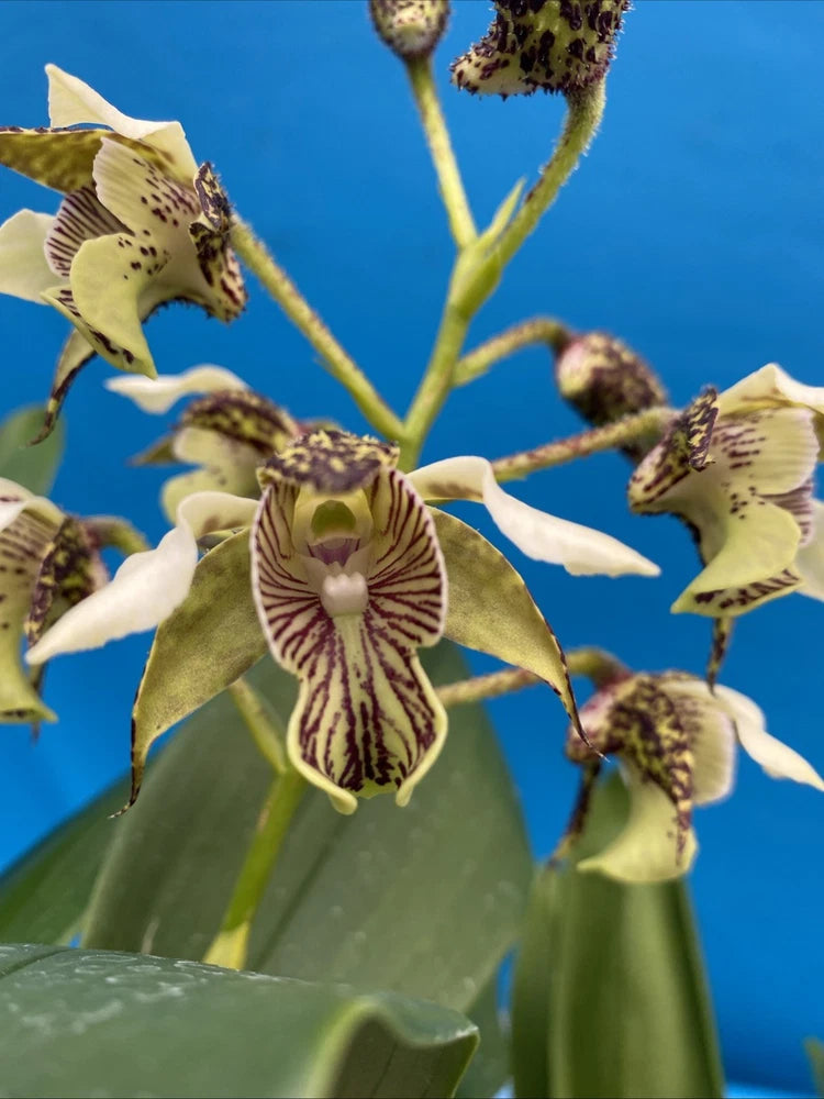 Ivory and purple speckled orchid flowers with dark striped centers, on stems