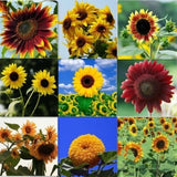 50+Autumn Beauty Sunflower Mix seeds Bees Love Colorful Beautiful Garden USA Garden Plants