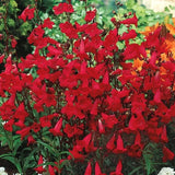 Penstemon EATON'S Red Hummingbird Perennial Beardtongue USA  Non-GMO 200 Seeds! Garden Plants