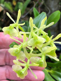Orchid Plants Epidendrum Difforme Species **BIG SPECIMEN PLANT** Orchids