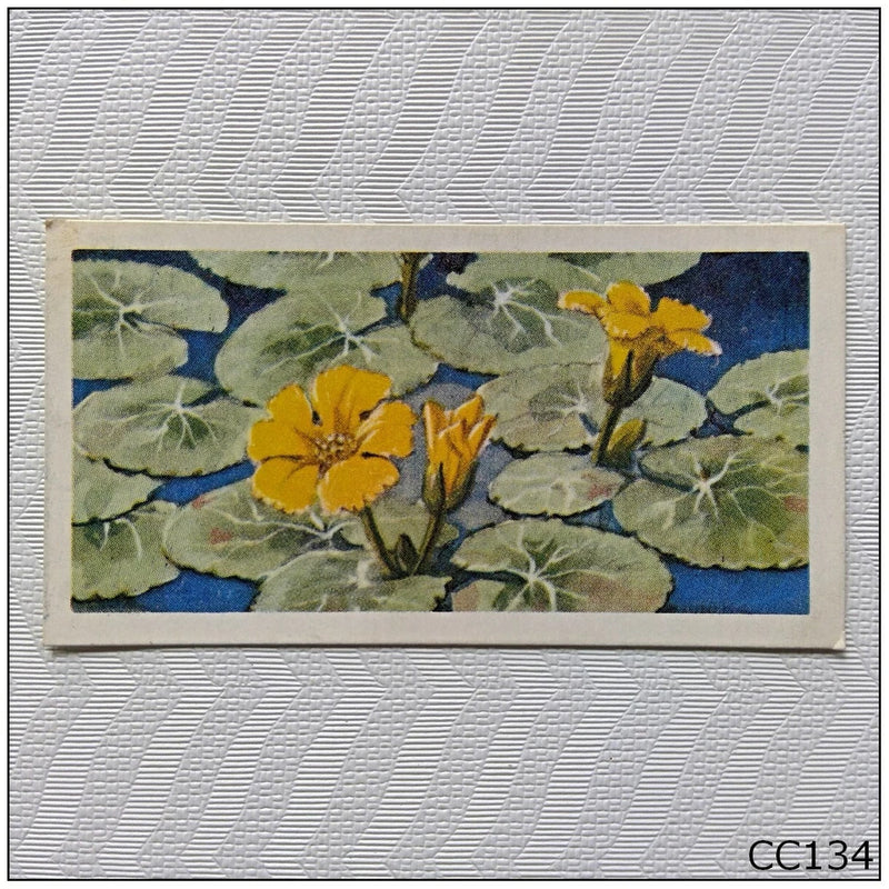 Framed tea card with yellow water-lily flowers, blue pond illustration, CC134