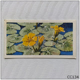 Brooke Bond Wild Flowers Series 3 #37 Fringed Water-Lily Tea Card (CC134) Lily
