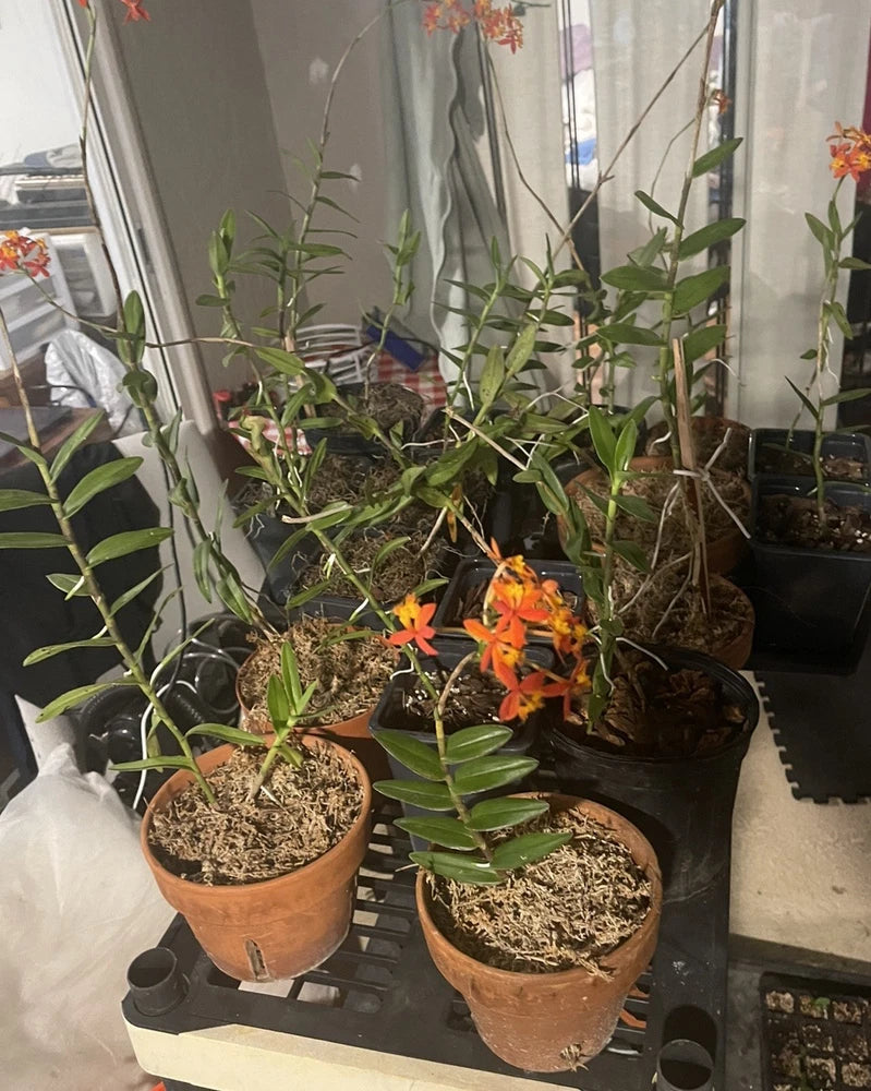 Cluster of potted orchid plants with orange flowers and green upright leaves
