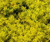 SEDUM YELLOW STONECROP Sedum Ellacombianum - 100 Seeds Garden Plants