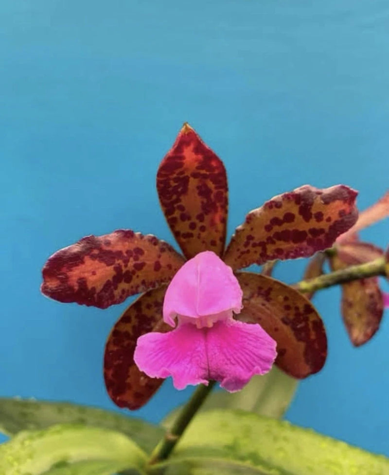 Pink orchid flower with dark maroon speckled petals and ruffled lip