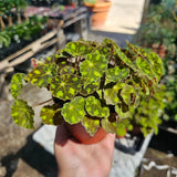 Begonia Tiger Paws | Rare Begonia | 4in pot Flowering Plants