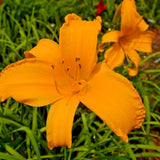 5 JERSEY SPIDER DAYLILY SEEDS  - Hemerocallis 'Jersey Spider' Garden Plants