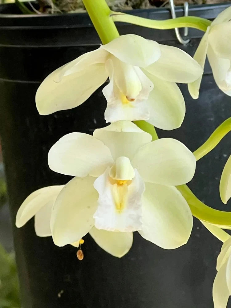 Cymbidium orchid in small pot, pale yellow-white blossoms with curved petals