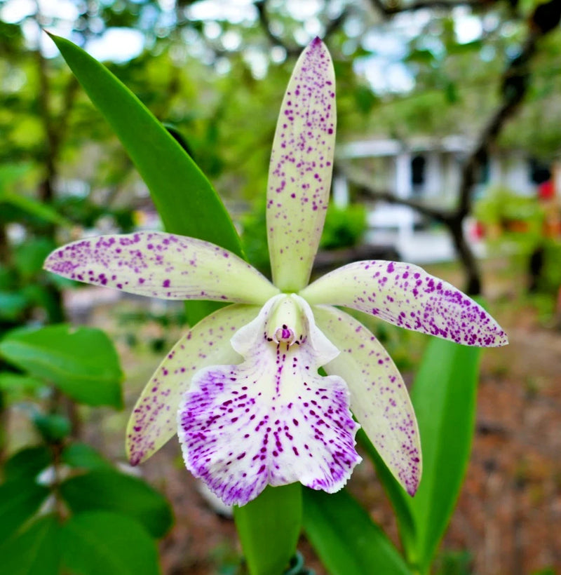 Cattleya orchid with white petals speckled purple and a purple-spotted lip