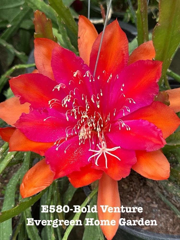 Epiphyllum orchid cactus with bold orange-red and pink bloom, green leaf pads.