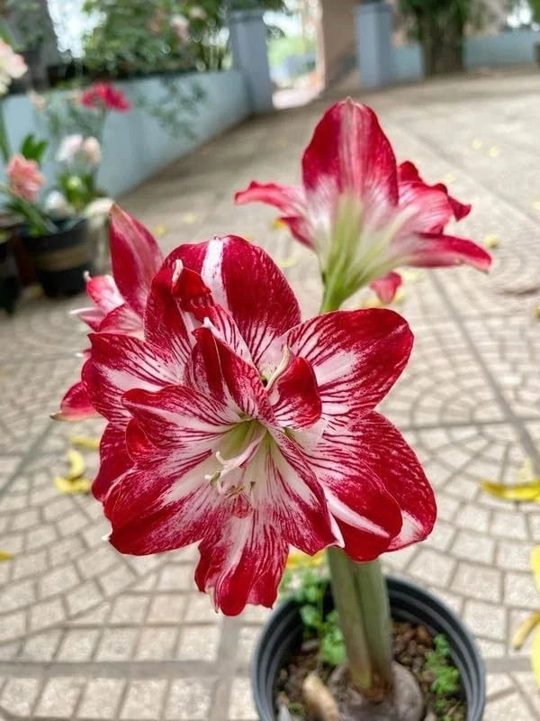 Dark red and white amaryllis lily flower with striped petals on green stem