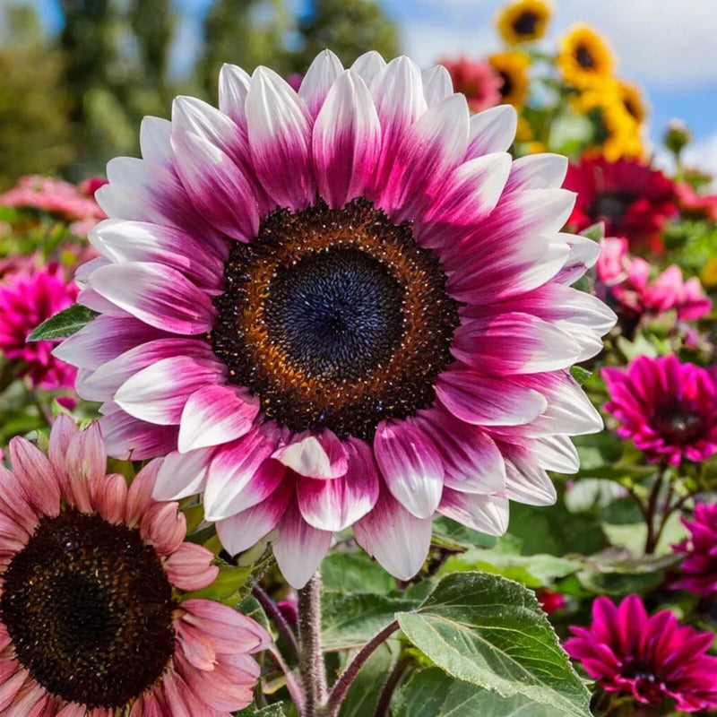 50 Strawberry Blonde Hybrid Sunflower Seeds - Non-GMO Heirloom Variety Garden Plants