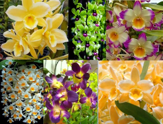 3 Live dendrobium orchids  all Premium + Easy Watering Pots Orchids