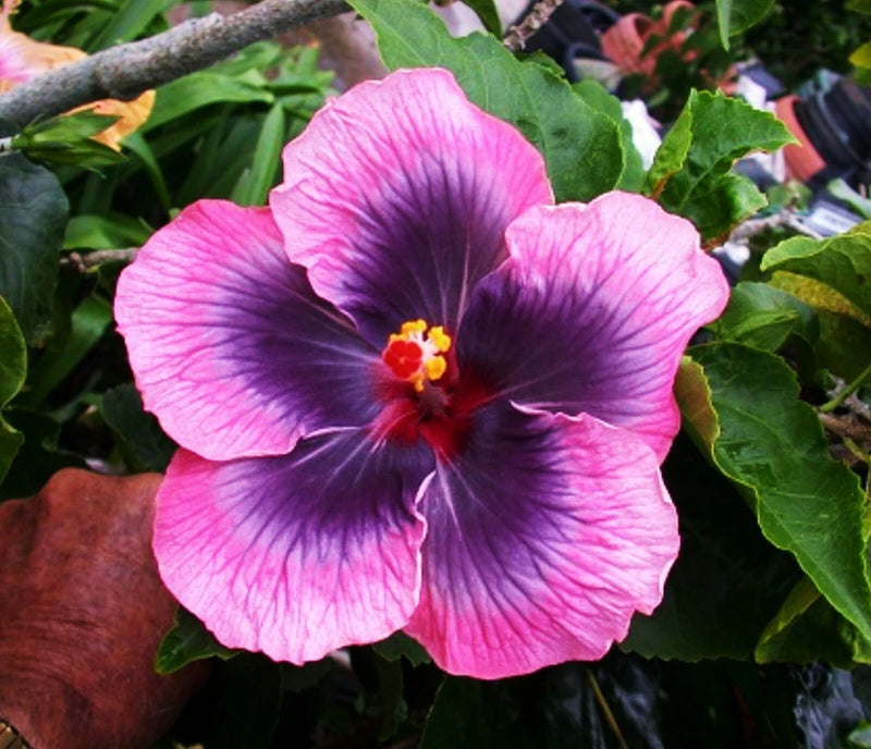 Pink hibiscus mallow bloom with dark purple center and red stamen