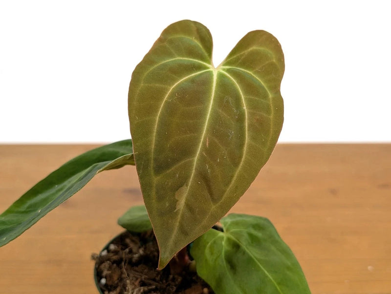 Aroid live orchid plant with large green heart-shaped leaves and prominent veins