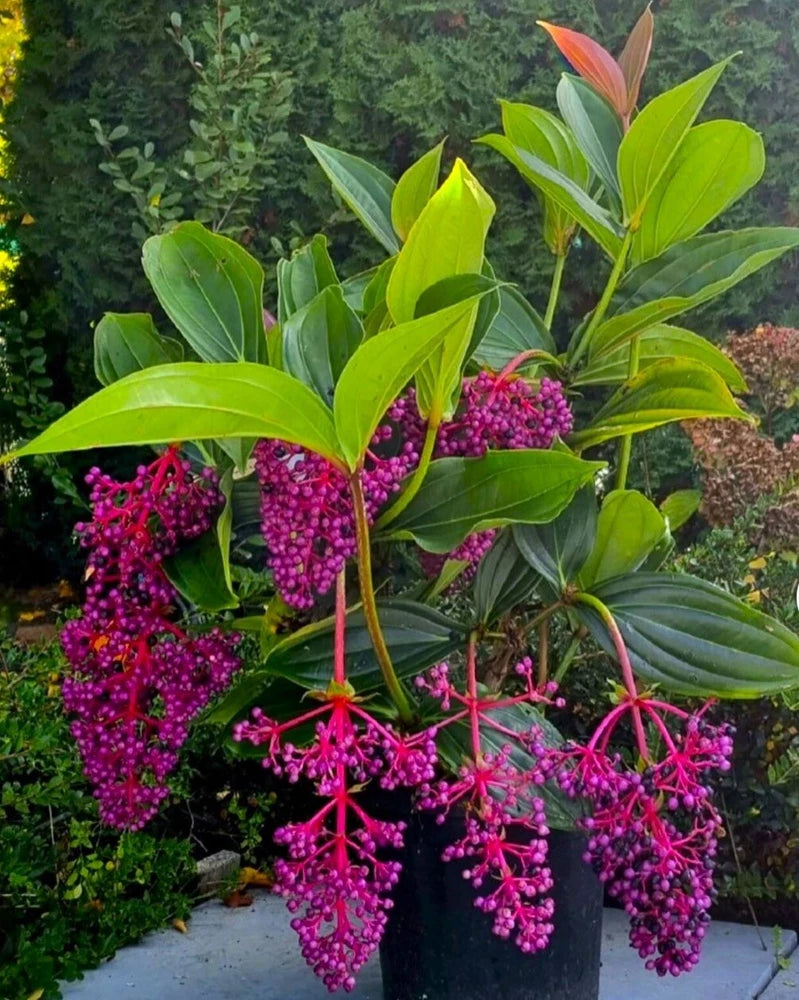Medinilla Myriantha "Malaysian Orchid" Live Flowering Plant AKA Malaysian Grapes Orchids