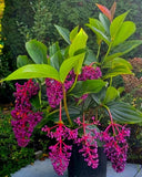 Medinilla Myriantha "Malaysian Orchid" Live Flowering Plant AKA Malaysian Grapes Orchids