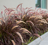 2 Live Purple Pennisetum Fountain Grass Plant Ornamental Grass Plants 4-6"Tall Pampas Grass