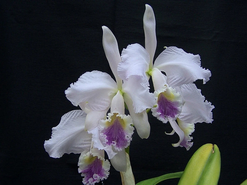 C. Enid coerulea, Compot Seedlings , Rare Orchid, Real Houseplant Plant Orchids