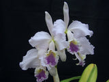 C. Enid coerulea, Compot Seedlings , Rare Orchid, Real Houseplant Plant Orchids