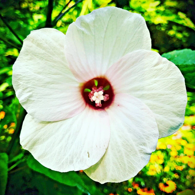 30 WHITE SWAMP ROSE MALLOW SEEDS  ( with red center )  - WILD HIBISCUS Garden Plants